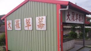大羅草莓園的官方照片
