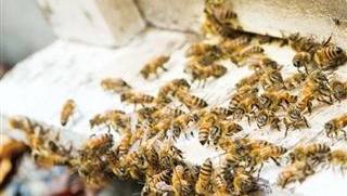 鼎蜂養蜂場的官方照片