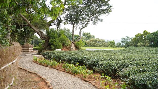 茶香步道的官方照片