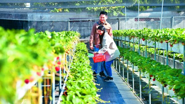 大眾草莓園的官方照片