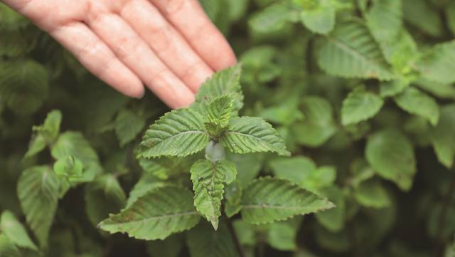 裕大關西仙草茶的官方照片