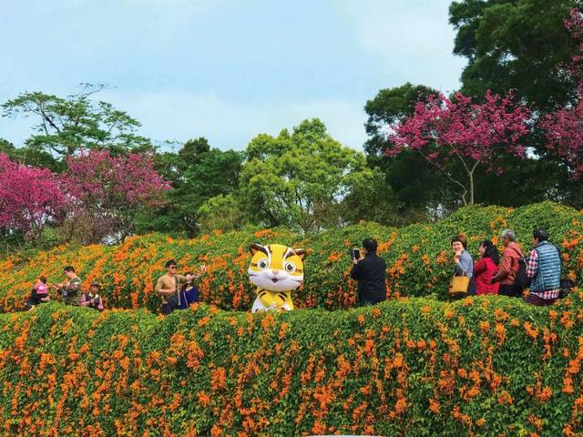銅鑼炮仗花海公園的官方照片