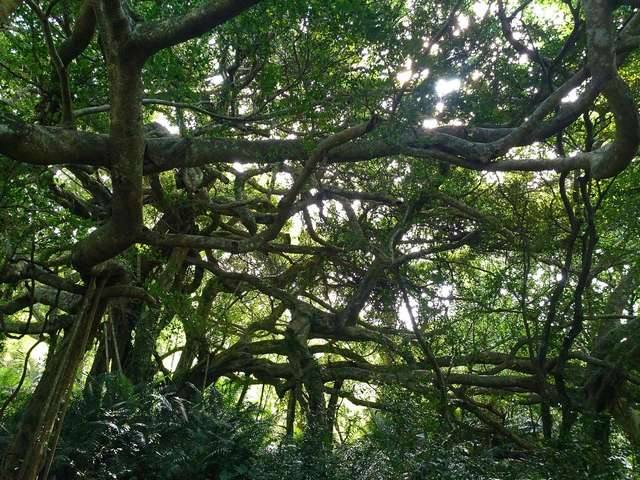 鸞山森林文化博物館的官方照片