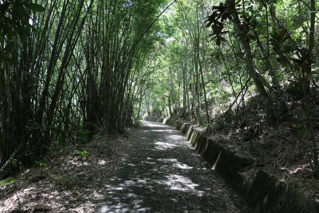 虎頭山步道 親子同遊踏青趣的官方照片
