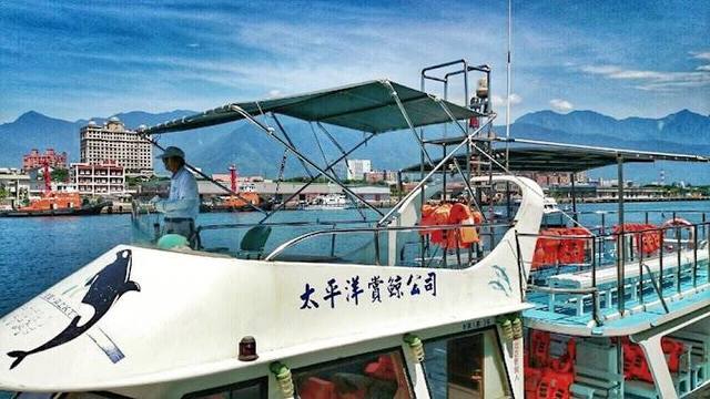 花蓮太平洋賞鯨的官方照片