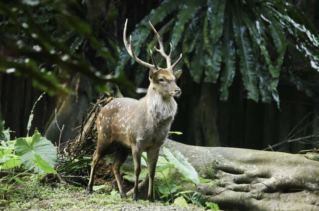 臺北市立動物園的官方照片