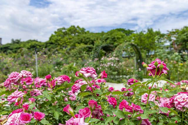 新生公園_玫瑰園的官方照片