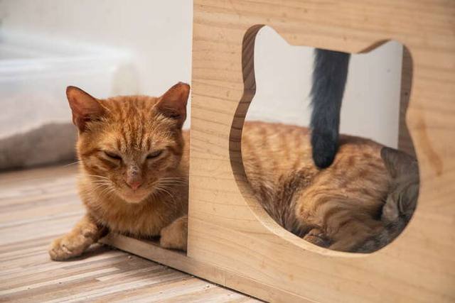 猴硐貓公所的官方照片