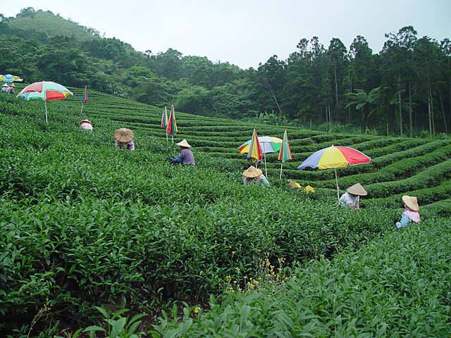 坪林茶產業文化館的官方照片