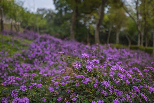 鶯歌永吉公園的官方照片