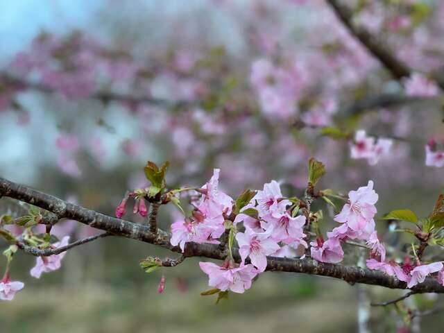 寶山二集團櫻花公園(38甲櫻花公園)的官方照片