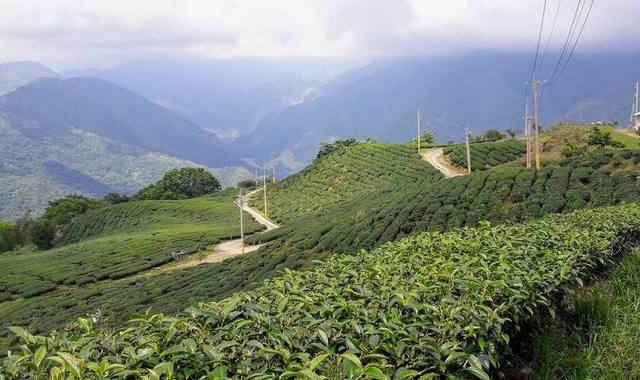 寶山茶園步道風光的官方照片