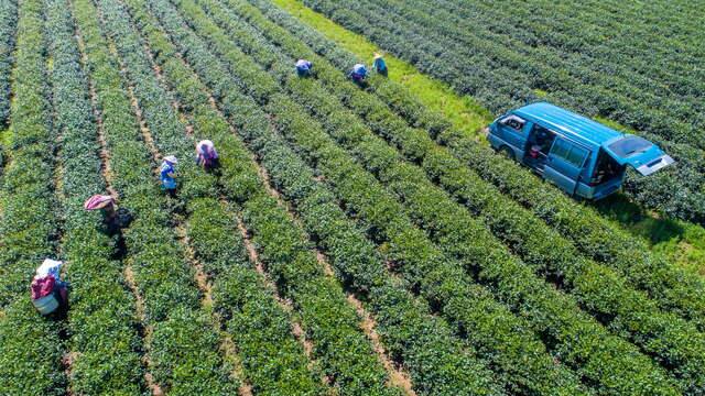 舞鶴觀光茶園的官方照片