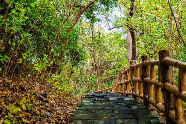 茂林紫蝶生態公園（紫蝶幽谷）的官方照片